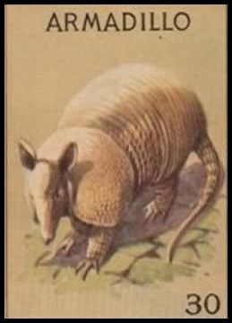 30 Armadillo